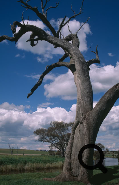 Picture Canoe tree in colour at Finnis Creek which has died along time ago.