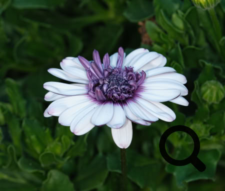 Cape Daisy Flower