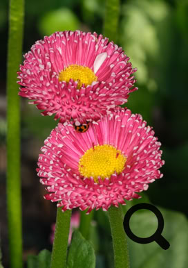 English Daisy Flower