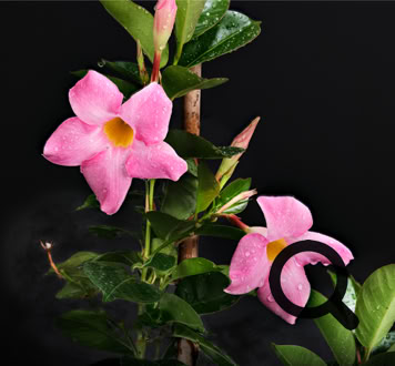Mandevilla Vine Flower photographed on a black background with flash.