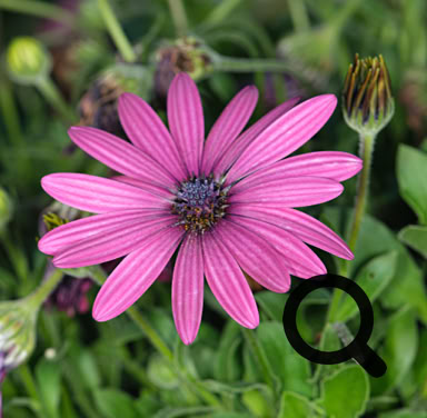 African Daisy purple